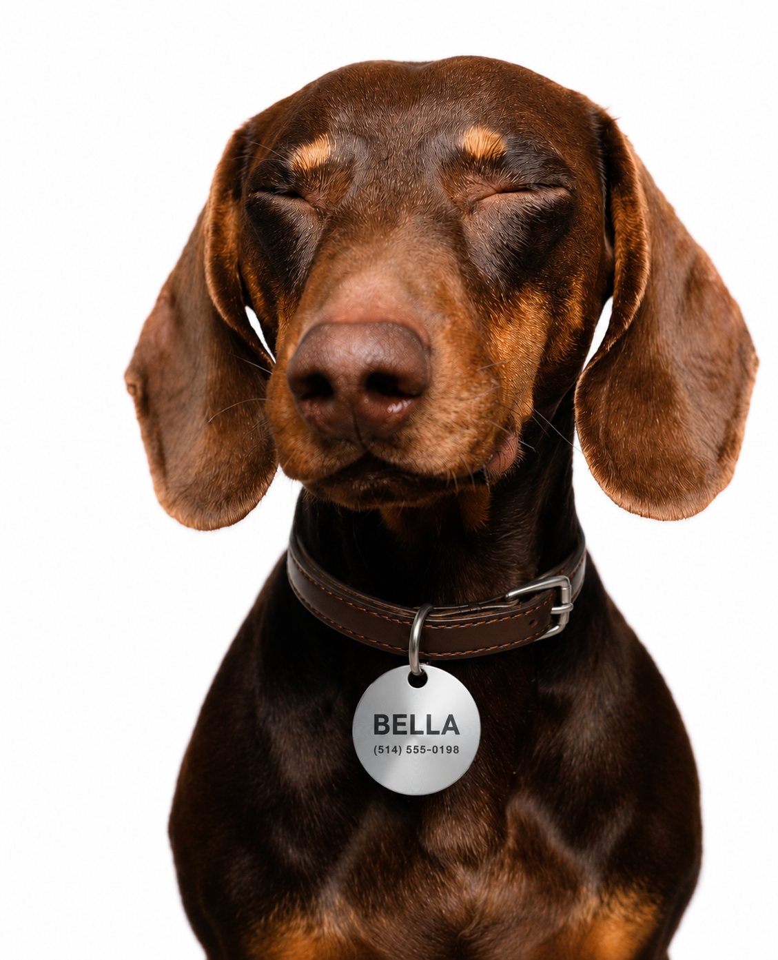 Close-up photograph of a pet collar and licence tag
