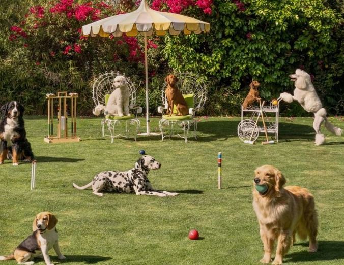 Dogs of several breeds relaxing and playing together on a sunny lawn