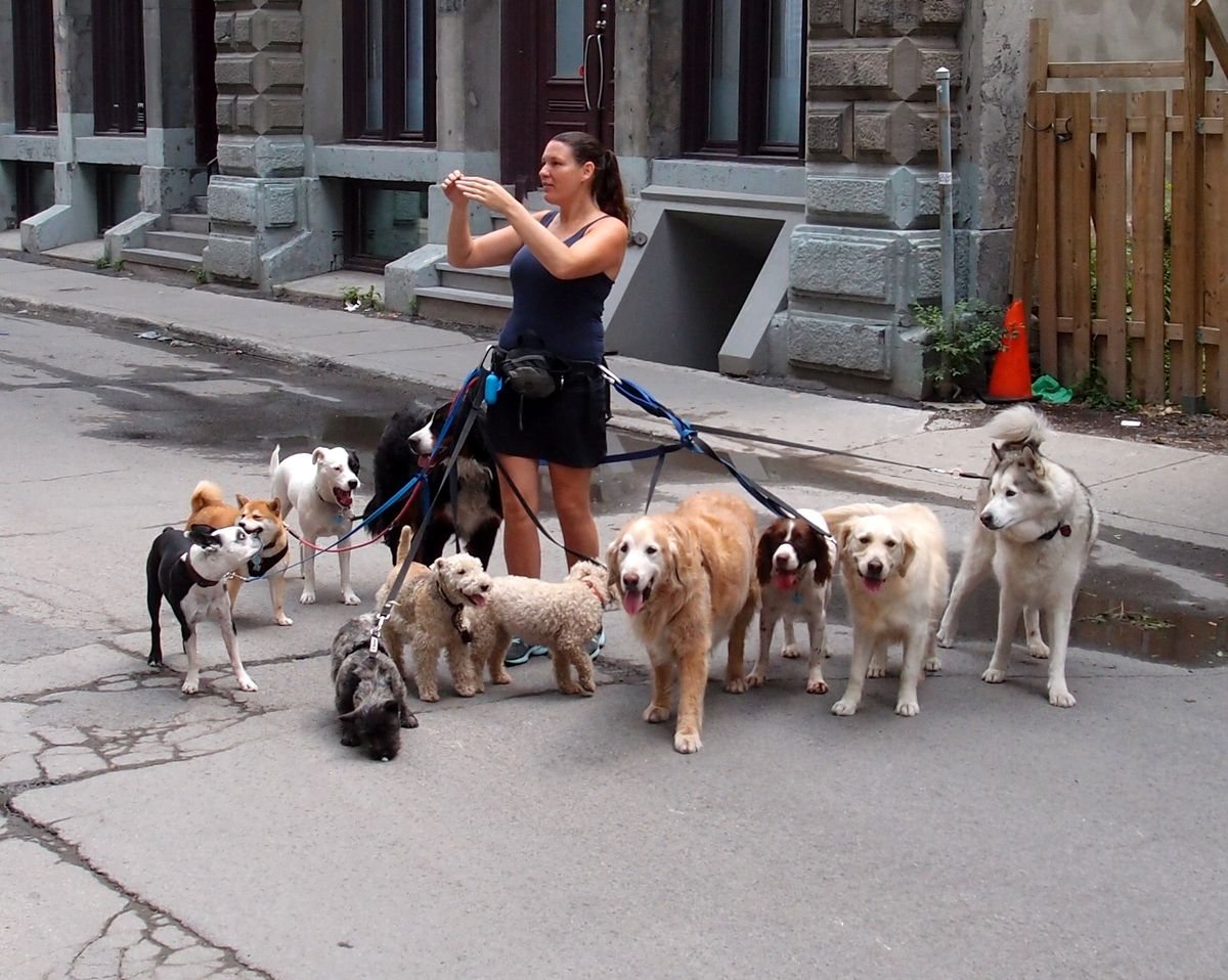 Photograph of a dog wearing a municipal licence tag in a neighbourhood setting